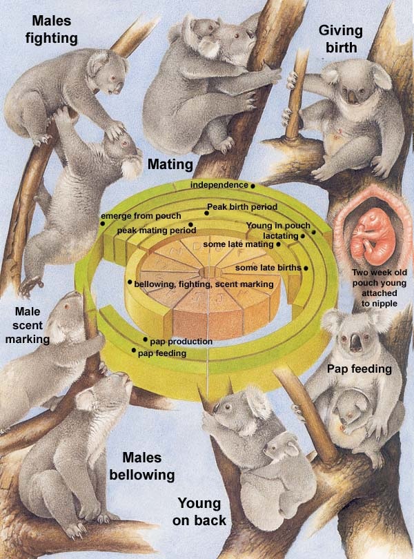 Reproductive System - Koala Bear